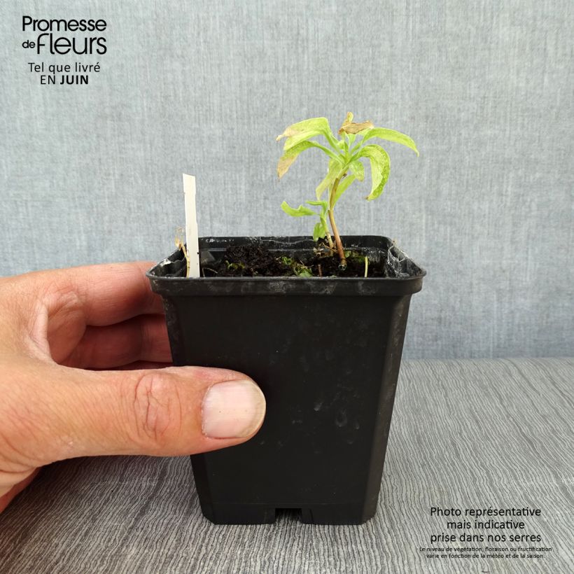 Ejemplar de Alstroemeria psittacina - Lirio del Perú Maceta de 8/9 cm entregado en verano