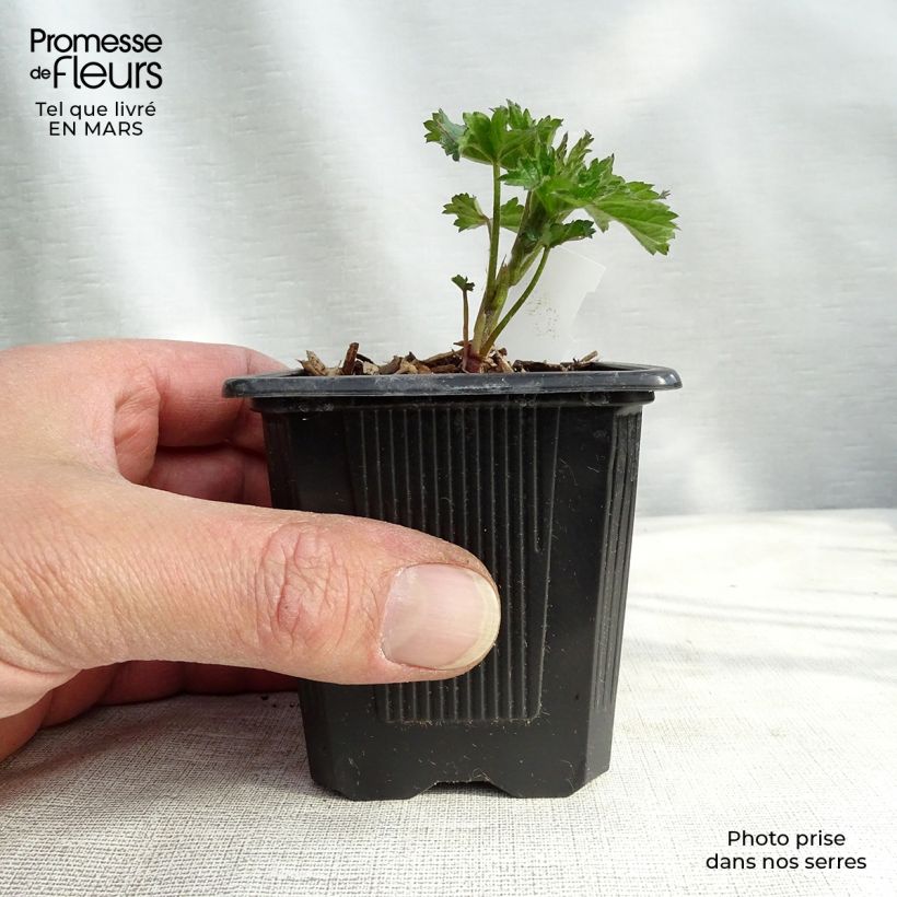 Althaea cannabina - Matilla cañamera Maceta de 8/9 cm Ejemplar entregado en la primavera
