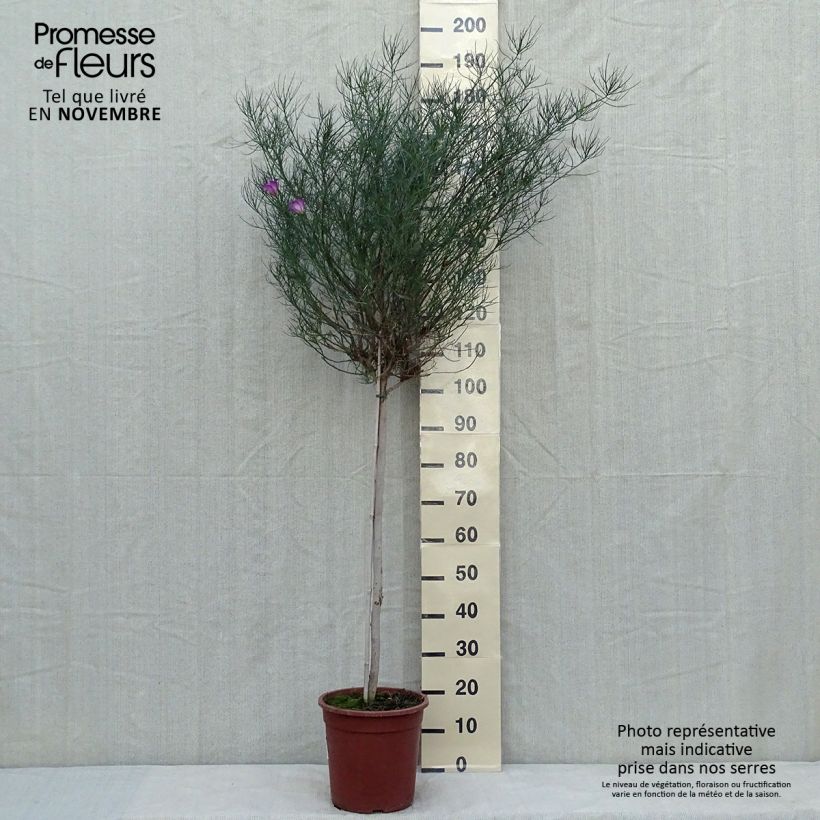 Ejemplar de Alyogyne hakeifolia Melissa Anne - Hibiscus bleu d'Australie Demi-tige Pot de 7,5L/10L, Demie-Tige 80 cmHauteur livrée env. 100/125cm entregado en otoño