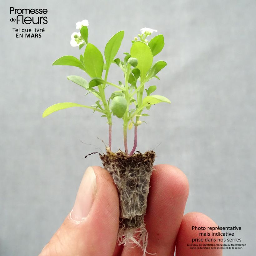 Aliso marítimo Snow Crystals - Lobularia maritima minicepellón: de 2,2 cm x 2 cm en bandeja de cultivo por 35 Ejemplar entregado en la primavera