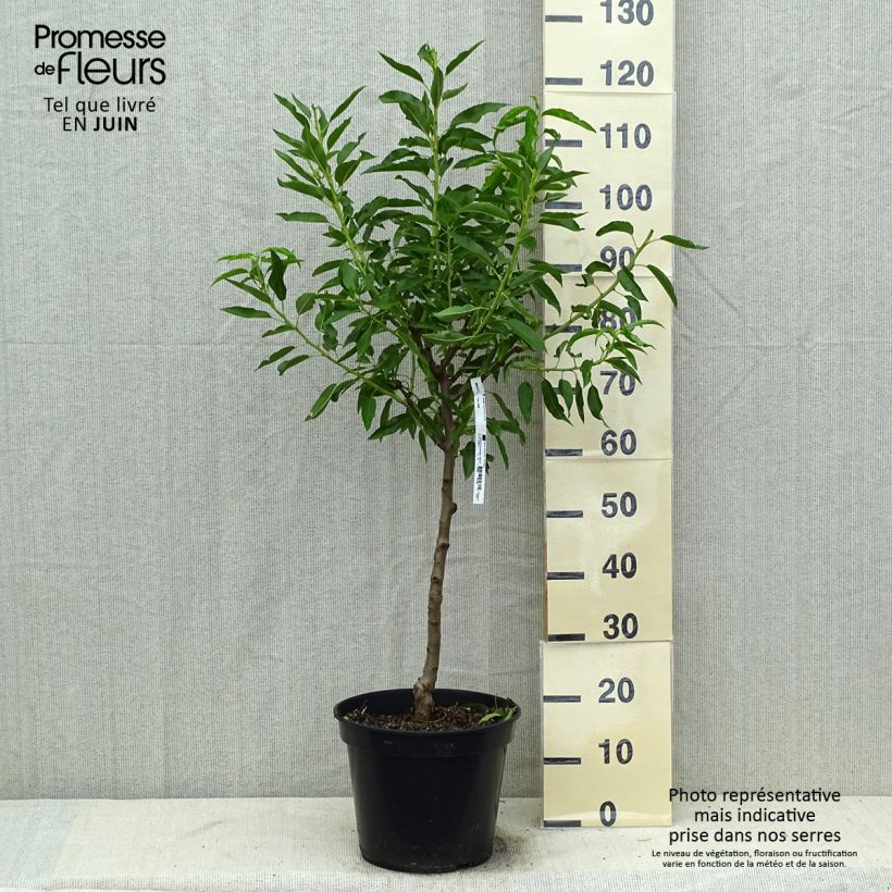 Ejemplar de Almendro Texas Maceta 7,5L/10L, CopaAltura de entrega aprox. 125/150cm entregado en verano