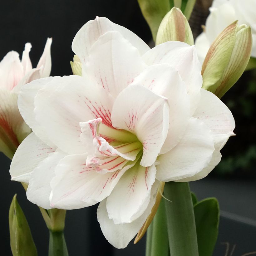 Amaryllis Aquaro - Hippeastrum (Floración)