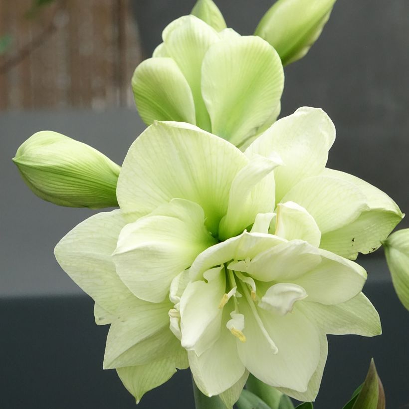 Amaryllis Marilyn - Hippeastrum (Floración)