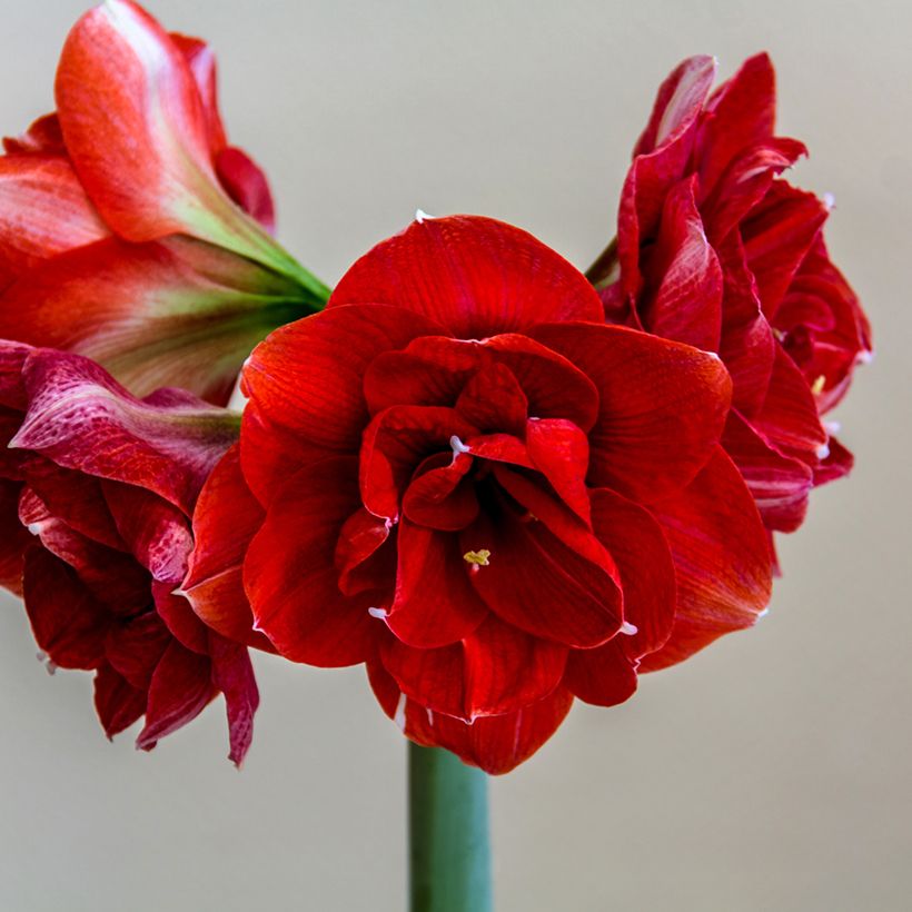Amaryllis Double Dragon (Floración)