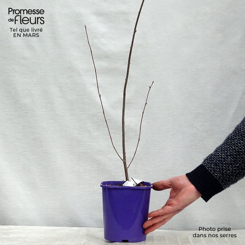 Amelanchier alnifolia Smoky - Guillomo de Saskatchewan Maceta 2L/3L Ejemplar entregado en la primavera
