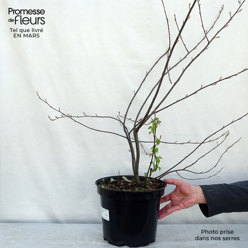 Amelanchier lamarckii - Guillomo nevado Maceta 7,5L/10LAltura de entrega aprox. 80/100cm Ejemplar entregado en la primavera