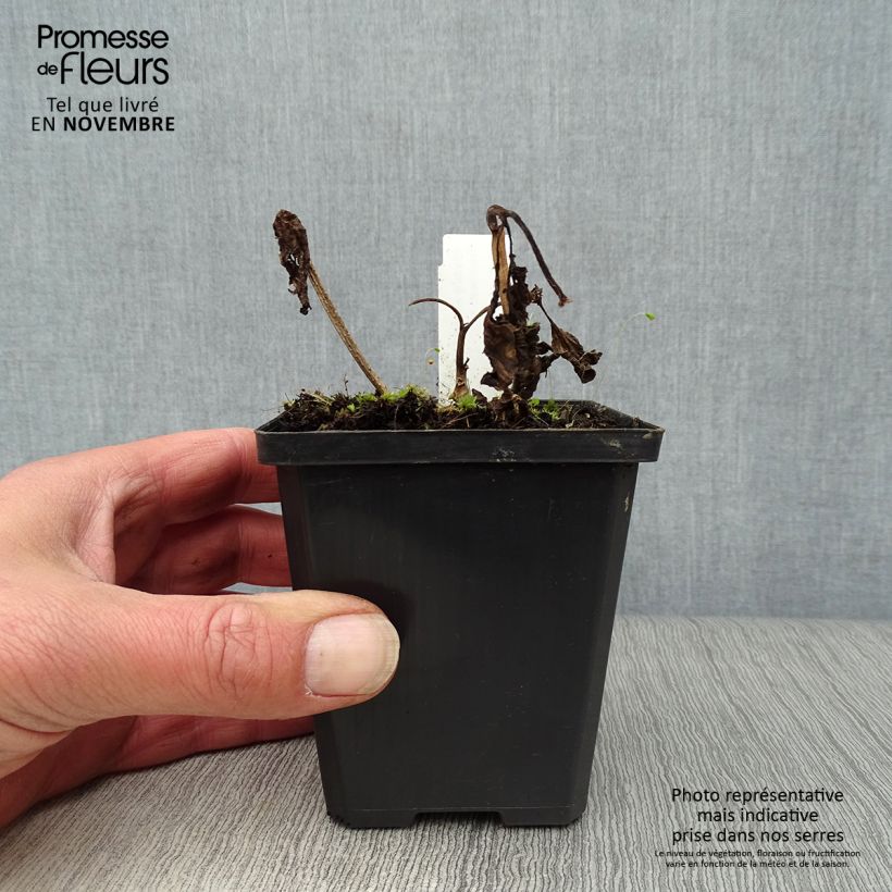 Ejemplar de Physalis alkekengi - Linterna china Maceta de 8/9 cm entregado en otoño