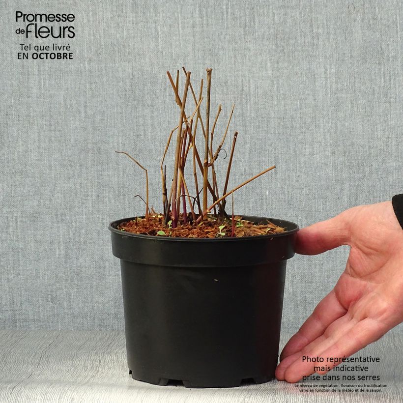 Ejemplar de Physalis alkekengi - Linterna china Maceta 2L/3L entregado en otoño