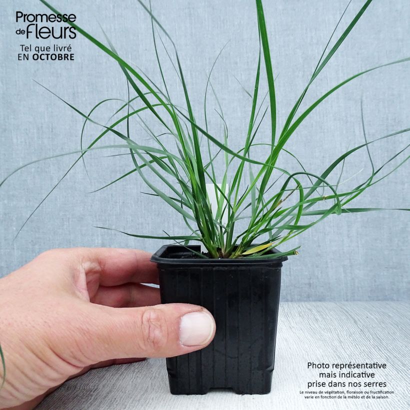 Ejemplar de Ampelodesmos mauritanicus - Carrizo Maceta de 8/9 cm entregado en otoño