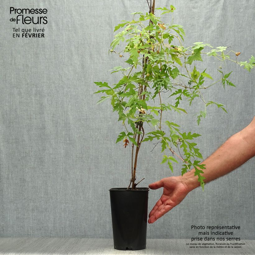 Ejemplar de Ampelopsis aconitifolia - Vid de fraternidad Maceta 2L/3L entregado en otoño