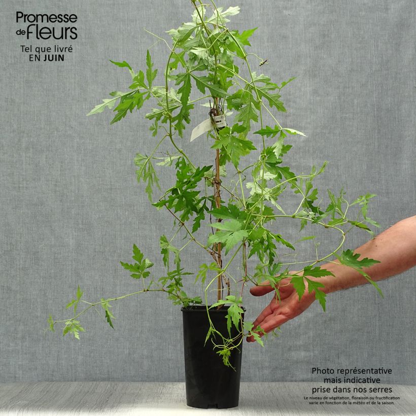 Ejemplar de Ampelopsis aconitifolia - Vid de fraternidad Maceta 2L/3LAltura de entrega aprox. 70/80cm entregado en verano
