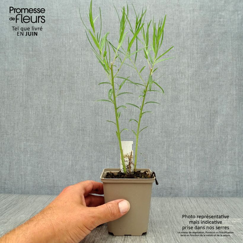Ejemplar de Amsonia Ernst Pagels Maceta de 8/9 cm entregado en verano