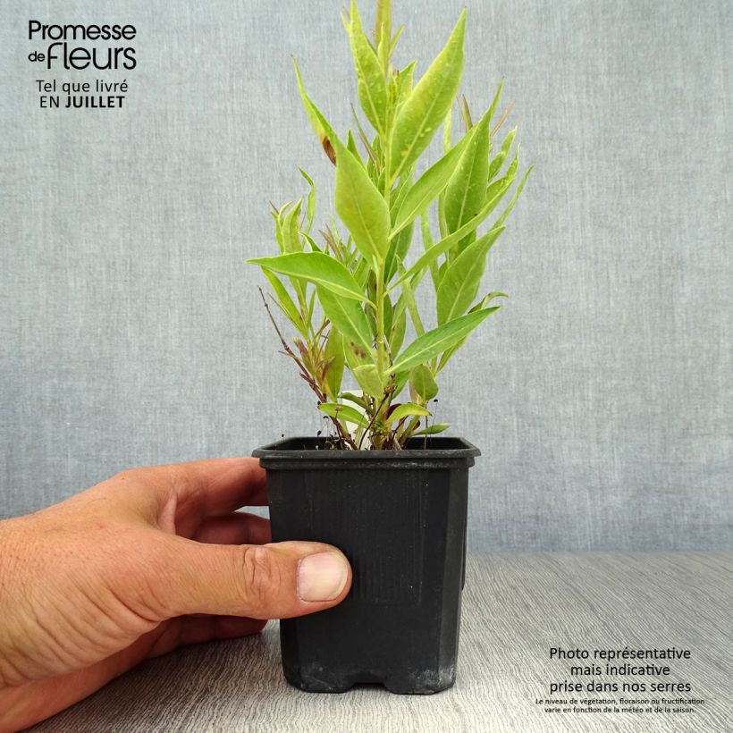 Ejemplar de Amsonia Blue Ice Maceta de 8/9 cm entregado en verano