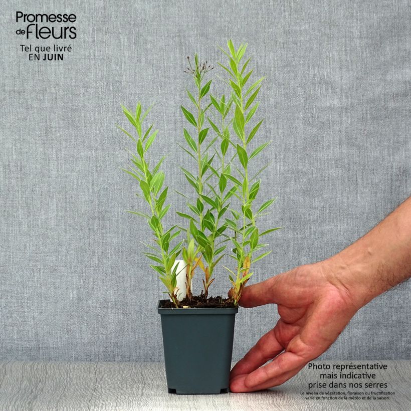 Ejemplar de Amsonia orientalis Godet de 9cm entregado en verano