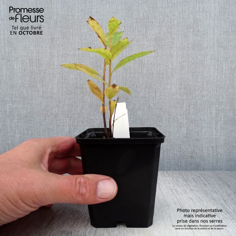 Ejemplar de Amsonia tabernaemontana var. salicifolia Maceta de 8/9 cm entregado en otoño