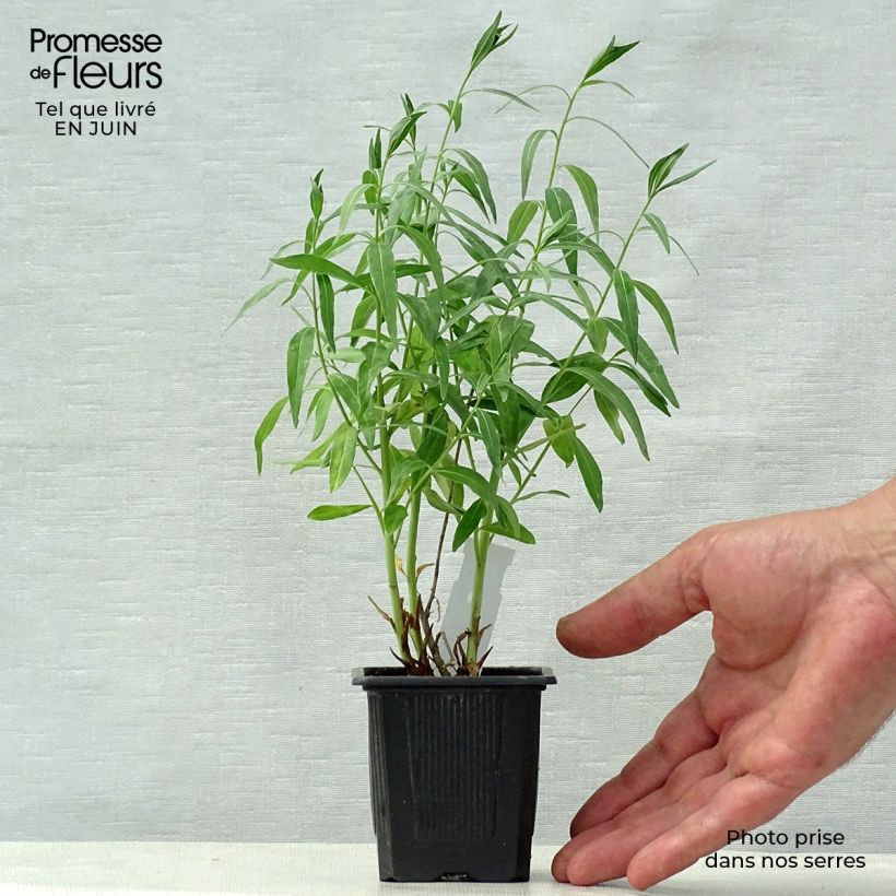 Ejemplar de Amsonia tabernaemontana var. salicifolia Godet de 9cm entregado en verano