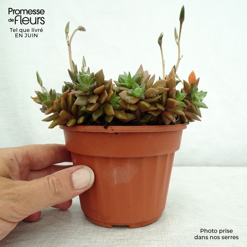 Ejemplar de Anacampseros filamentosa Maceta de 12 cm / 13 cm entregado en verano