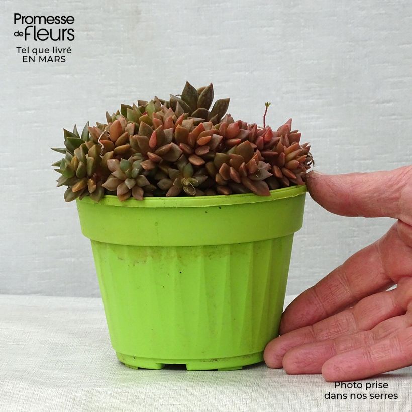 Anacampseros filamentosa Pot de 13 cm Ejemplar entregado en la primavera