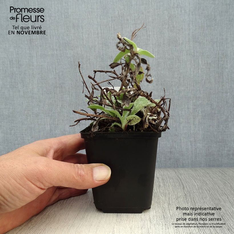 Ejemplar de Anaphalis triplinervis - Eterna nacarada Maceta de 8/9 cm entregado en otoño
