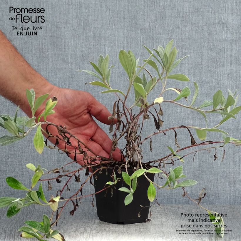 Ejemplar de Anaphalis triplinervis Sommerschnee - Immortelle de l'Himalaya Godet de 9cm entregado en verano