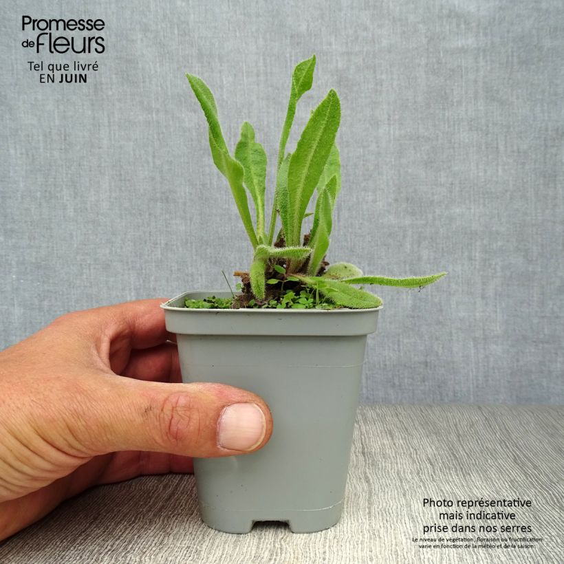 Ejemplar de Anchusa azurea Loddon Royalist - Buglosse d'Italie Godet de 9cm entregado en verano
