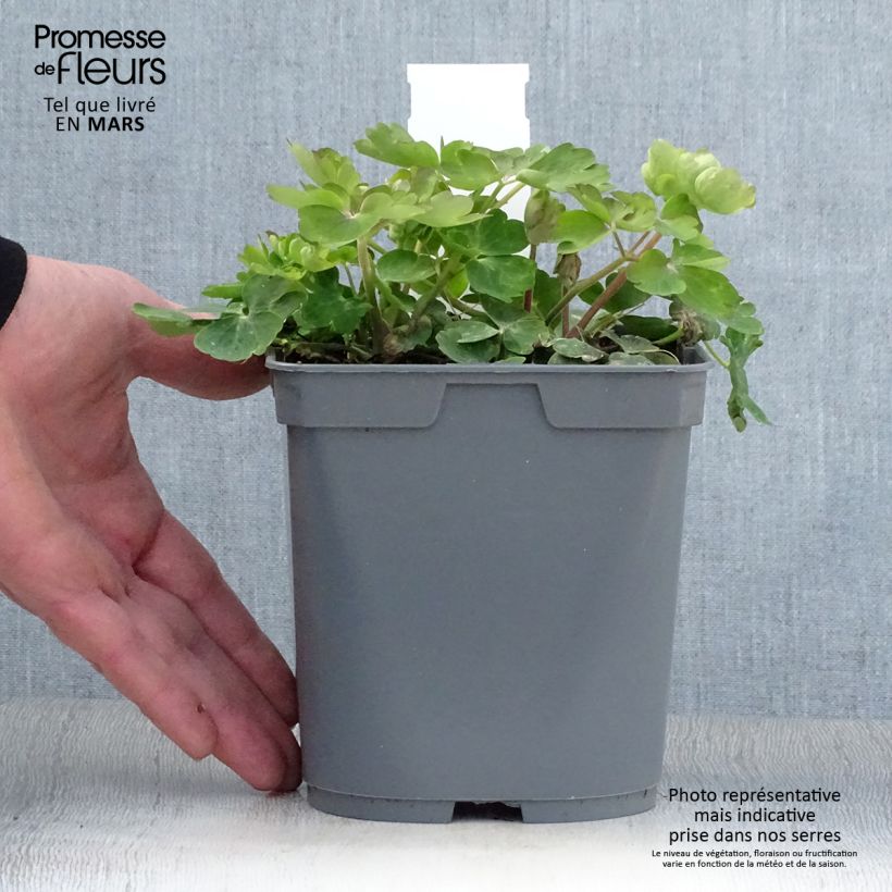 Aquilegia vulgaris Clementine Blue Maceta 2L/3L Ejemplar entregado en la primavera