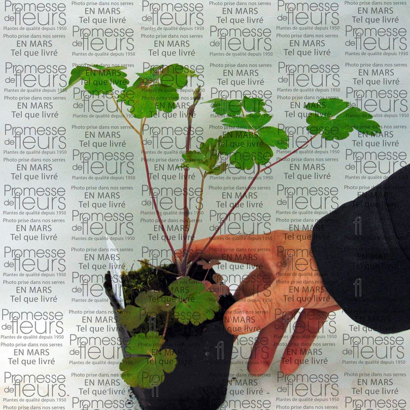 Ejemplo de ejemplar de Aquilegia Clementine Salmon Rose Maceta de 8/9 cm tal y como se entrega