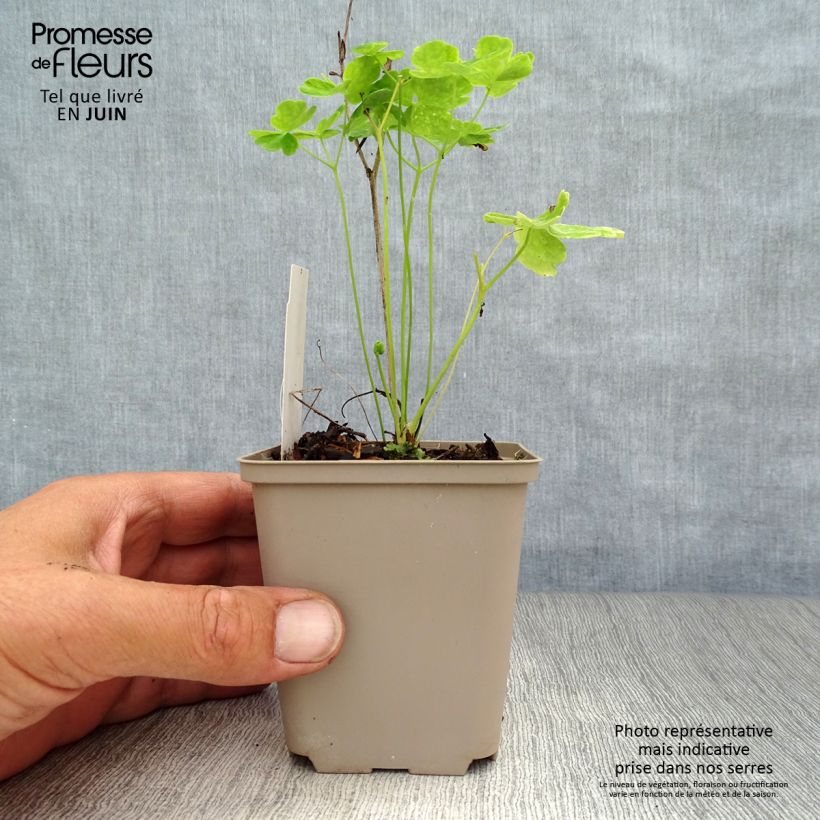 Ejemplar de Aquilegia vulgaris Clementine White Maceta de 8/9 cm entregado en verano