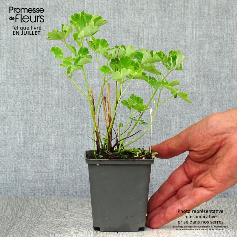 Ejemplar de Aquilegia Green Apples Maceta de 8/9 cm entregado en verano