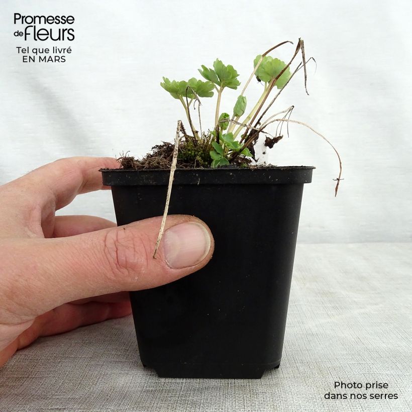 Aquilegia Green Apples Maceta de 8/9 cm Ejemplar entregado en la primavera