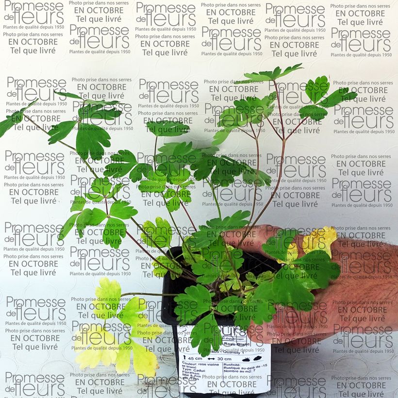 Ejemplo de ejemplar de Aquilegia Musik Rose Blanc Maceta de 7/8 cm tal y como se entrega