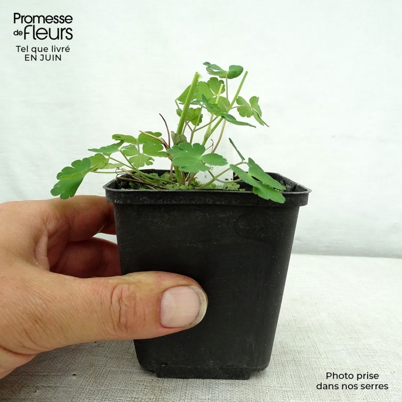 Ejemplar de Aquilegia vulgaris Winky Double Dark Blue White Maceta de 8/9 cm entregado en verano