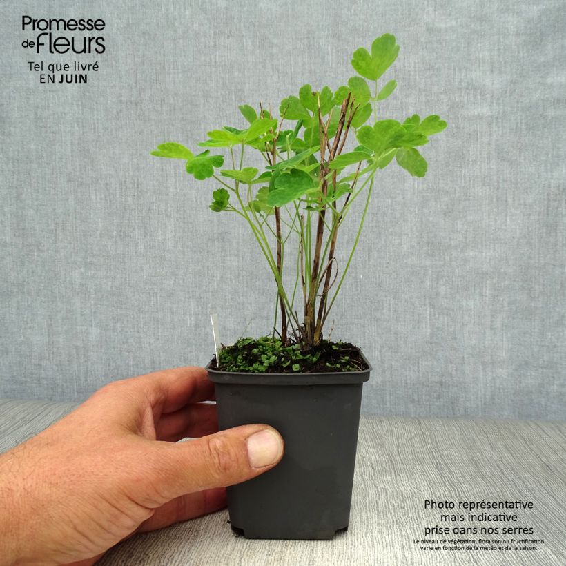Ejemplar de Aquilegia vulgaris Winky Red White Maceta de 8/9 cm entregado en verano