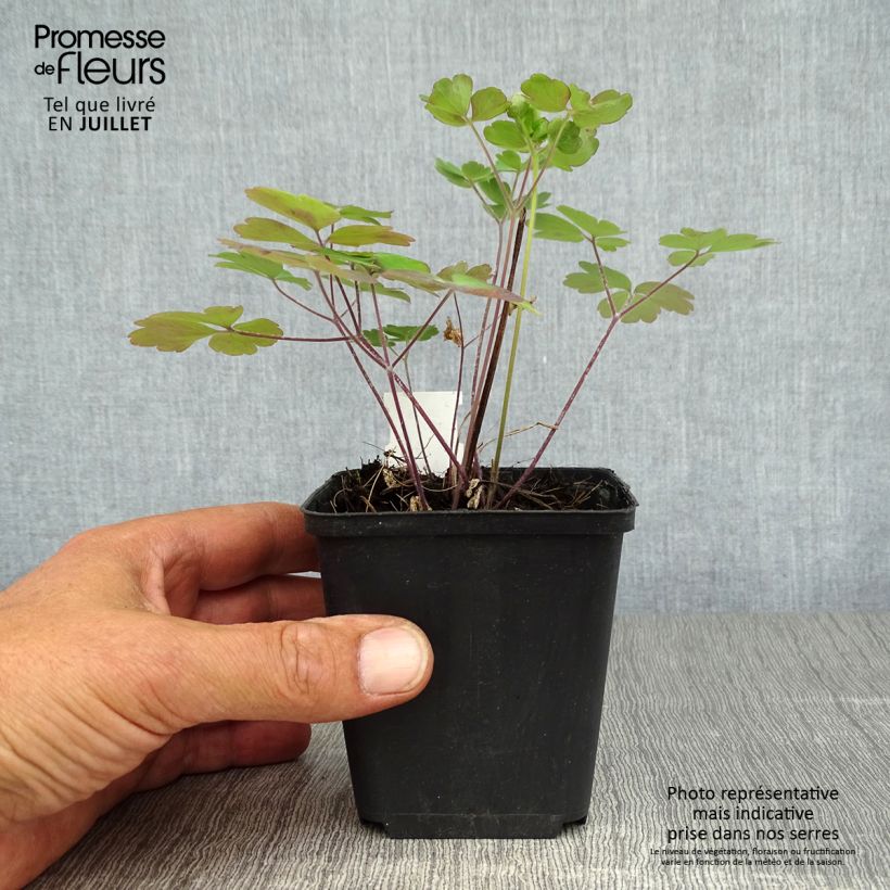 Ejemplar de Aquilegia Winky Double Rose White Maceta de 8/9 cm entregado en verano