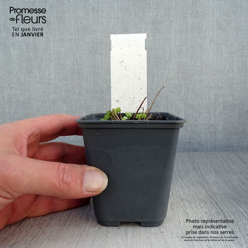 Aquilegia vulgaris Winky White and White Maceta de 8/9 cm Ejemplar entregado en invierno