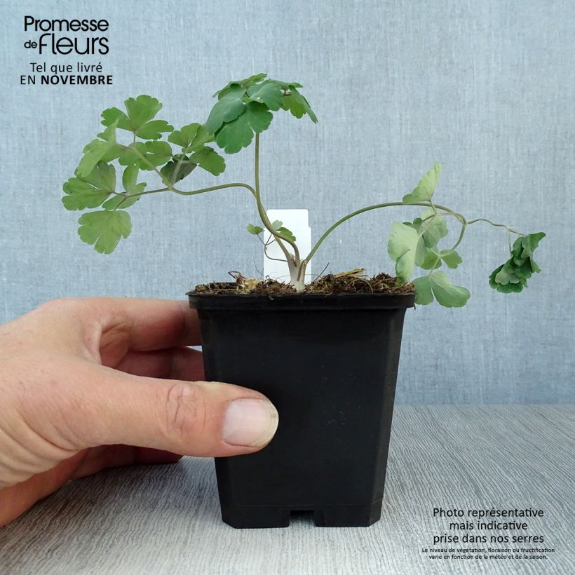 Ejemplar de Aquilegia alpina - Aguileña Maceta de 8/9 cm entregado en otoño
