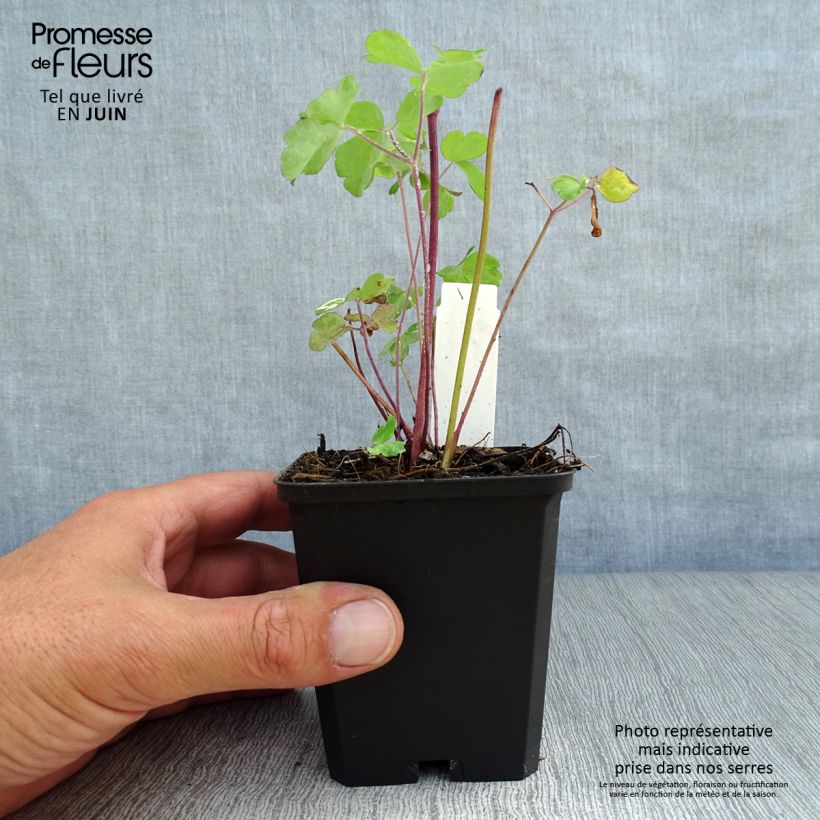 Ejemplar de Aquilegia alpina - Aguileña Maceta de 8/9 cm entregado en verano