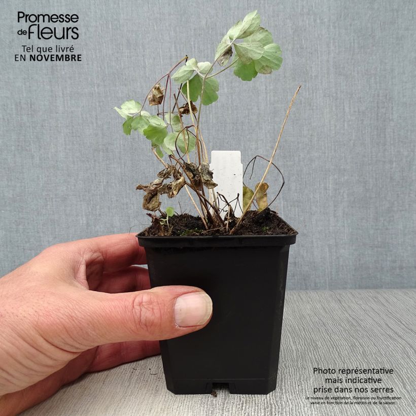 Ejemplar de Aquilegia vulgaris var. stellata Black Barlow Maceta de 8/9 cm entregado en otoño
