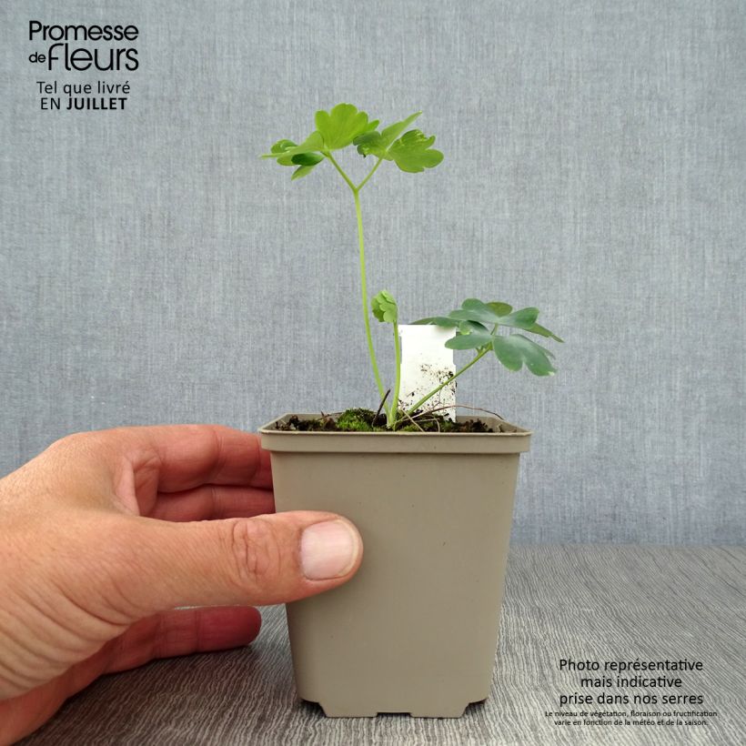 Ejemplar de Aquilegia White Barlow Maceta de 8/9 cm entregado en verano