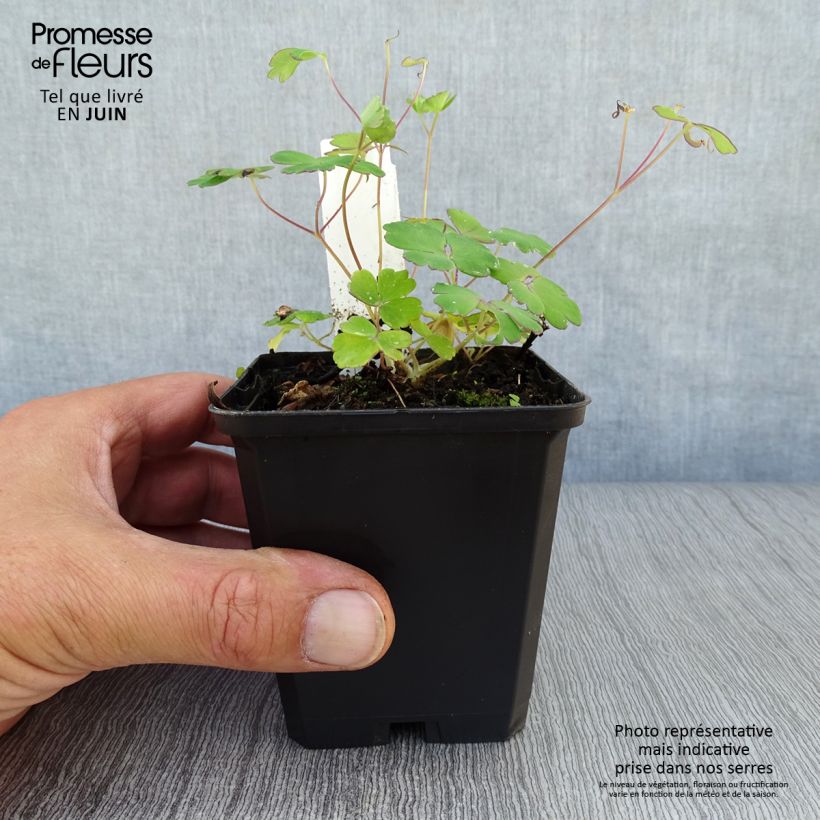 Ejemplar de Aquilegia flabellata Ministar Maceta de 8/9 cm entregado en verano