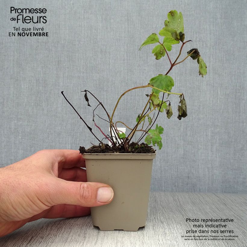 Ejemplar de Aquilegia vulgaris Ruby Port Maceta de 8/9 cm entregado en otoño