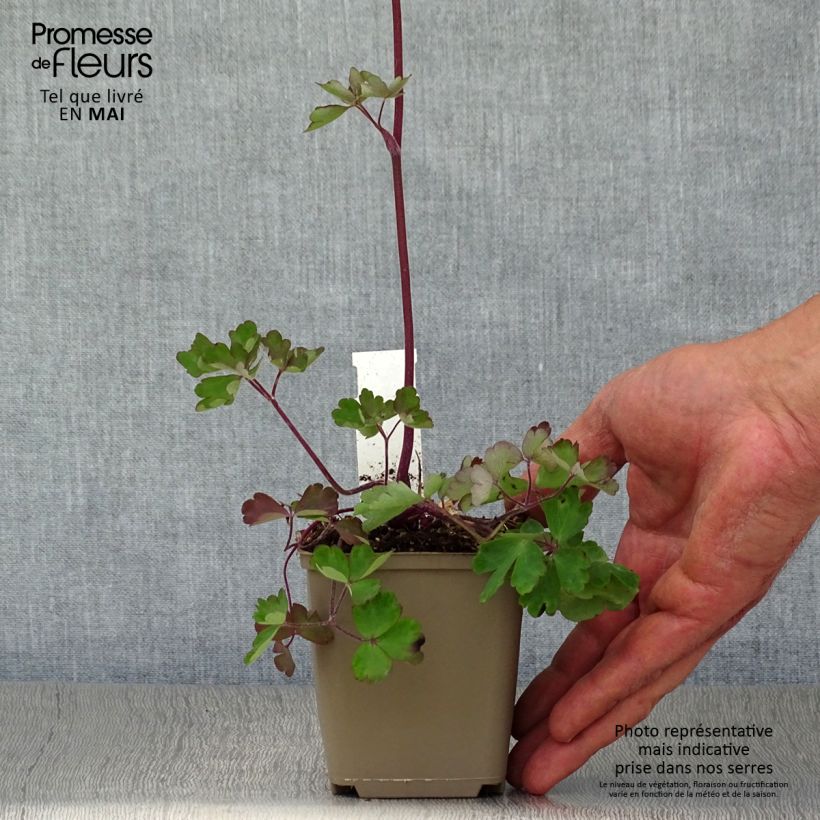 Aquilegia vulgaris Ruby Port Maceta de 8/9 cm Ejemplar entregado en la primavera