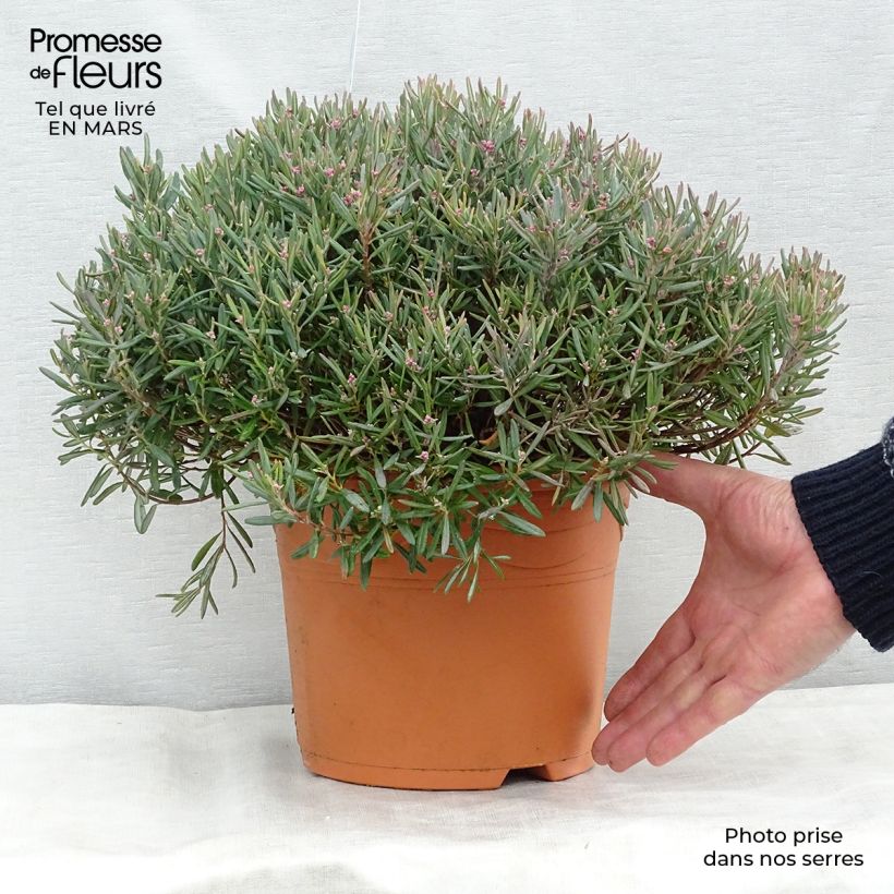 Andromeda polifolia Blue Ice - Romero de pantano Maceta 4L/5LAltura de entrega aprox. 20/30cm Ejemplar entregado en la primavera