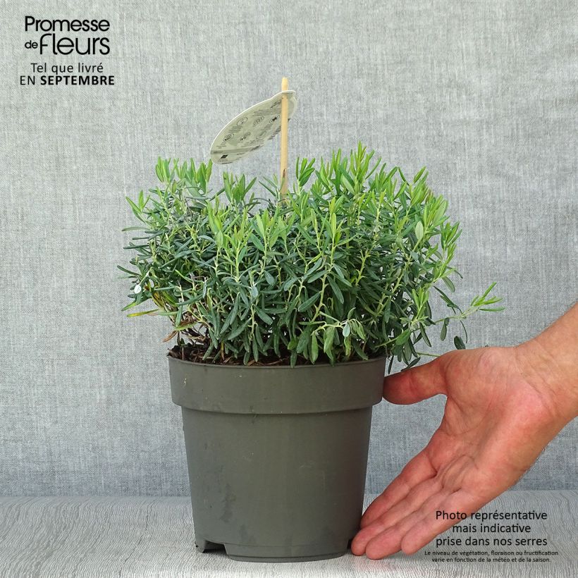 Ejemplar de Andromeda polifolia Blue Ice - Romero de pantano Maceta 4L/5L entregado en otoño