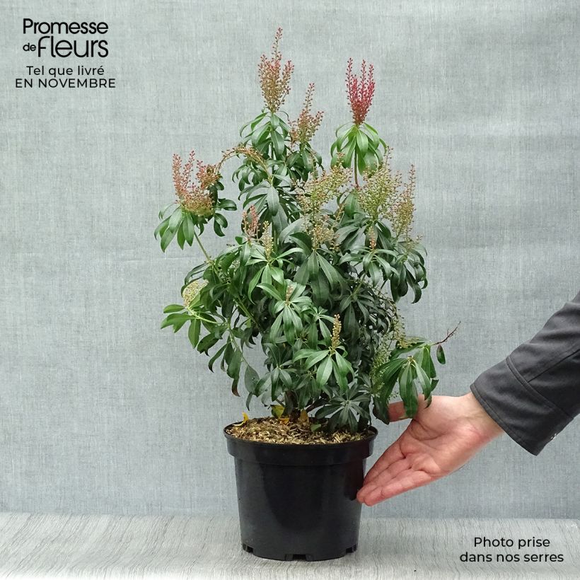 Ejemplar de Pieris japonica Bonfire - Andrómeda Maceta 3L/4L entregado en otoño