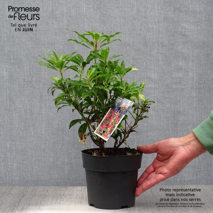 Ejemplar de Pieris japonica Forest Flame - Andrómeda Maceta 2L/3L entregado en verano