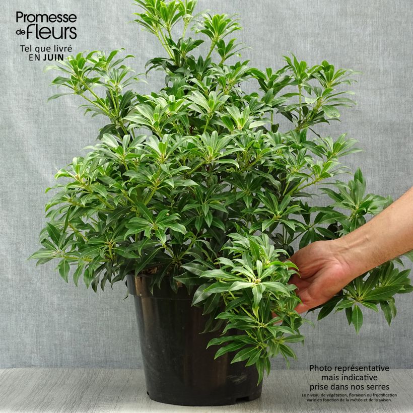 Ejemplar de Pieris japonica Forest Flame - Andrómeda Maceta 7,5L/10L entregado en verano