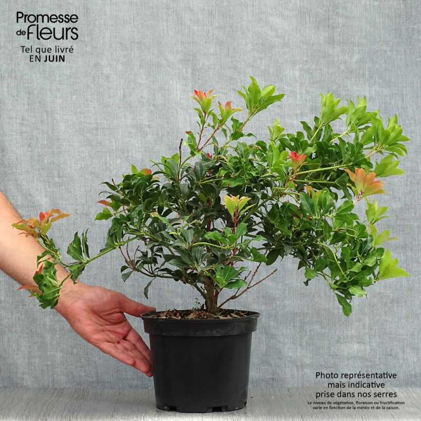 Ejemplar de Pieris japonica Mountain Fire - Andrómeda Maceta 4L/5L entregado en verano