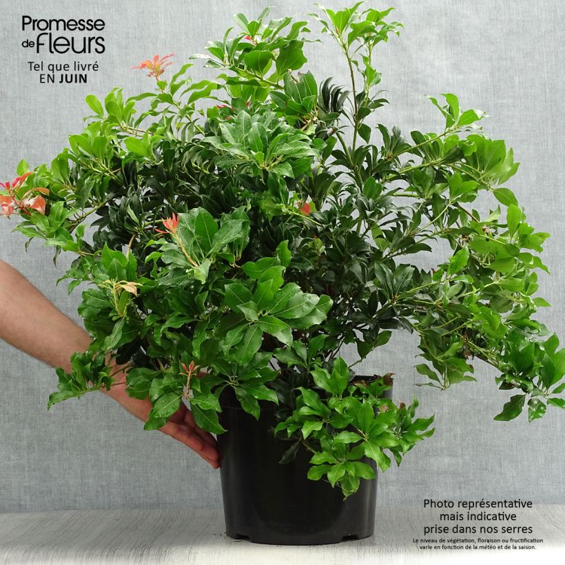 Ejemplar de Pieris japonica Mountain Fire - Andrómeda Maceta 7,5L/10L entregado en verano