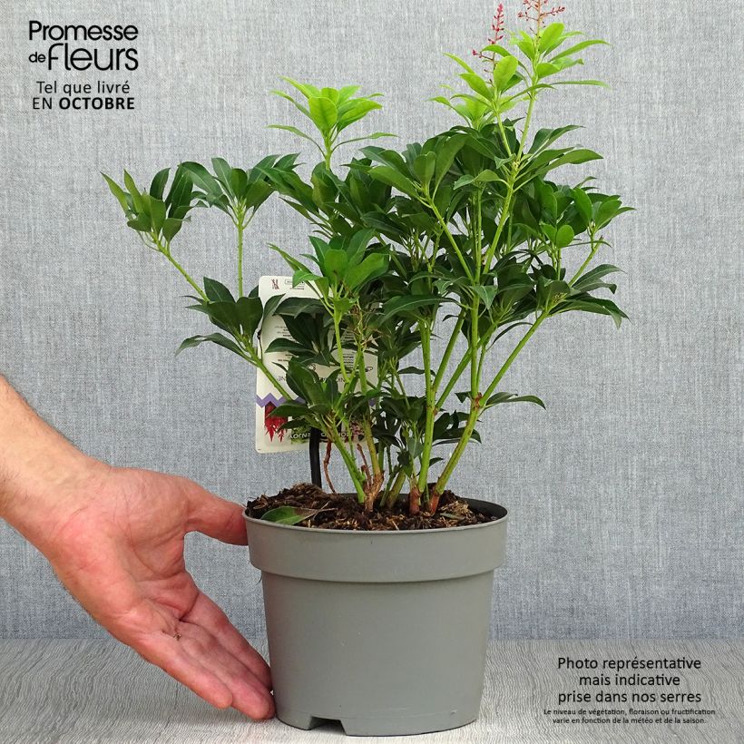 Ejemplar de Pieris japonica Valley Valentine - Andrómeda Maceta 2L/3L entregado en otoño